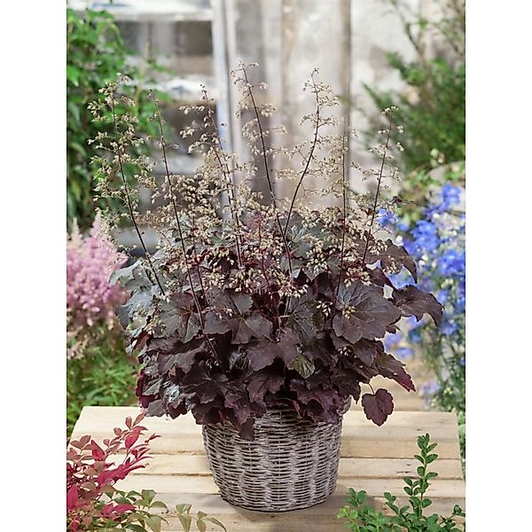 Heuchera Micrantha Molly Bush Silberglöckchen Ca. 11x11 cm Topf günstig online kaufen