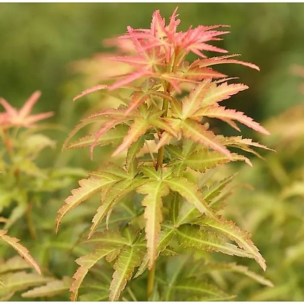 Fächerahorn Koto no ito 30-40cm - Acer palmatum günstig online kaufen