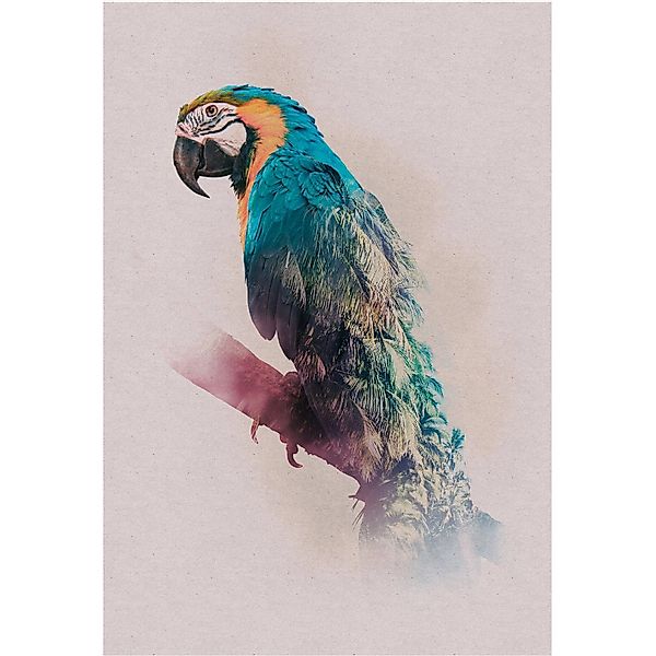 Komar Wandbild Animals Parrot 50 x 70 cm günstig online kaufen