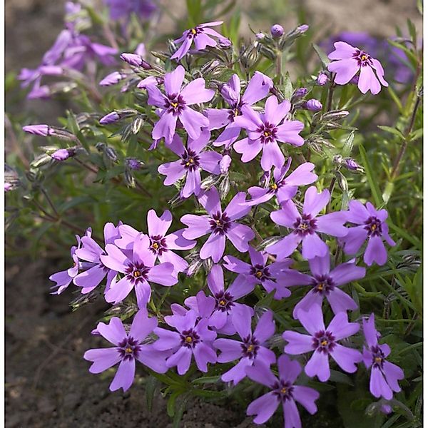 Niedrige Flammenblume Samson - Phlox subulata günstig online kaufen