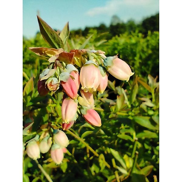 Heidelbeere Sunshine Blue 30 - 40 cm Vaccinium corymbosum günstig online kaufen