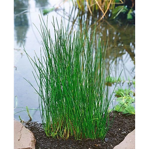 Eleocharis Palustris Sumpfbinsen Ca. 9x9 cm Topf günstig online kaufen