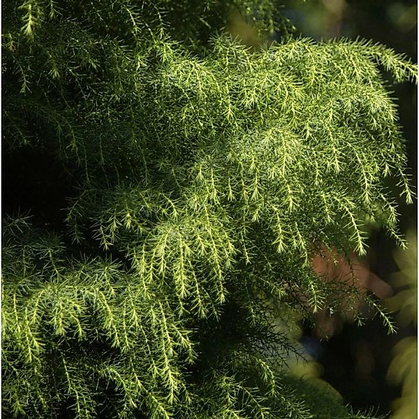 Japanische Sicheltanne Viridis 25-30cm - Cryptomeria japonica günstig online kaufen