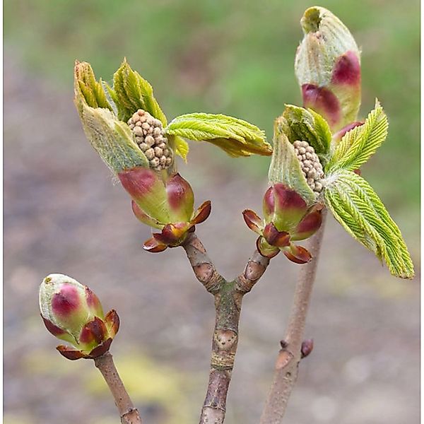 Strauch Kastanie 60-80cm - Aesculus parviflora günstig online kaufen