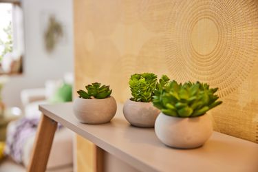 Kunstpflanze Sukkulenten, Creativ green günstig online kaufen