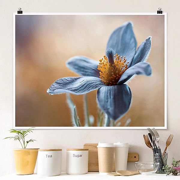 Poster Blumen - Querformat Kuhschelle in Blau günstig online kaufen