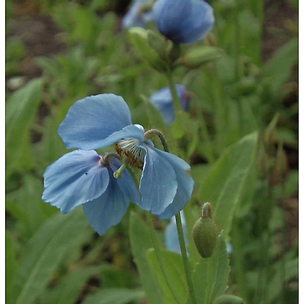 Scheinmohn - Meconopsis betonicifolia günstig online kaufen