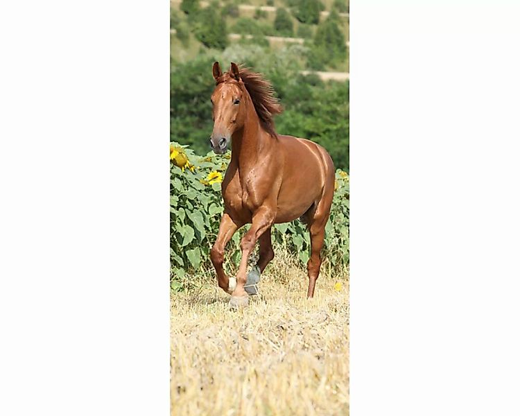 Trtapete "Pferd" 0,91x2,11 m / selbstklebende Folie günstig online kaufen