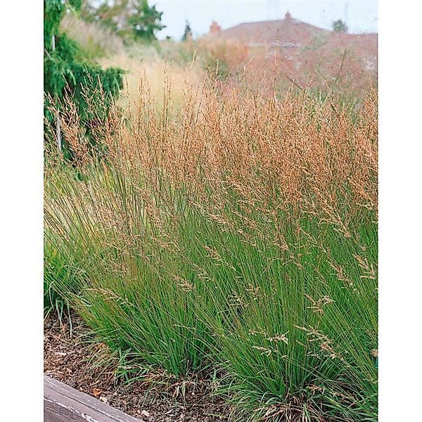 Molinia Caerulea Heidezwerg Moorgras Kompakt 2-3 Liter Container günstig online kaufen