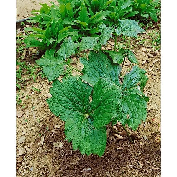 Podophyllum Peltatum Maiapfel Ca. 11x11 cm Topf günstig online kaufen