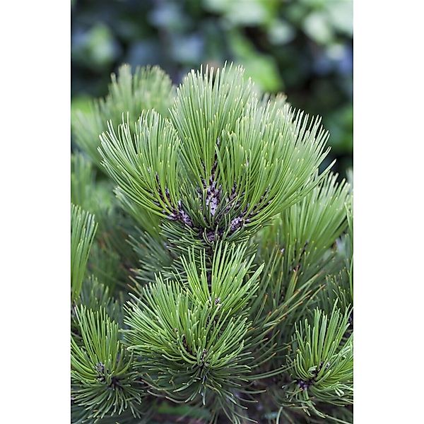 Pinus Heldreichii Den Ouden Bosnische Kiefer 30–40 cm günstig online kaufen