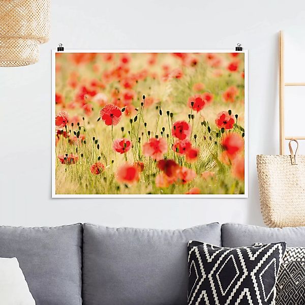 Poster Blumen - Querformat Summer Poppies günstig online kaufen