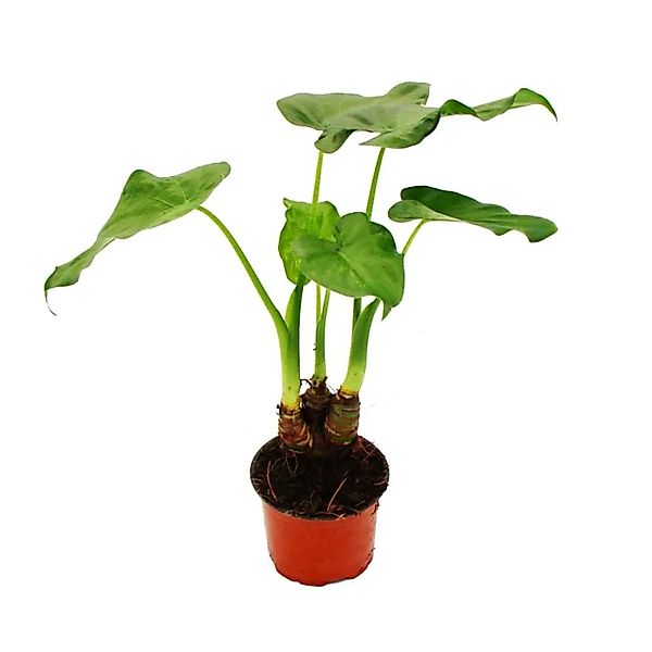 Exotenherz Zimmerpflanze Alocasia cucullata 12cm - Elefantenohr Höhe 25cm-3 günstig online kaufen