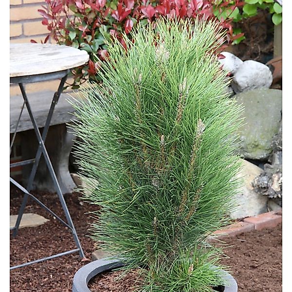 Schwarzkiefer Green Tower 50-60cm - Pinus nigra günstig online kaufen