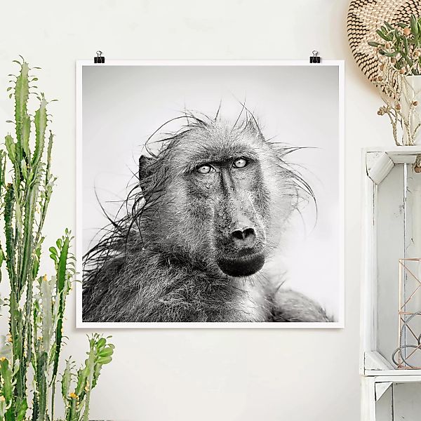 Poster Tiere - Quadrat Crying Baboon günstig online kaufen