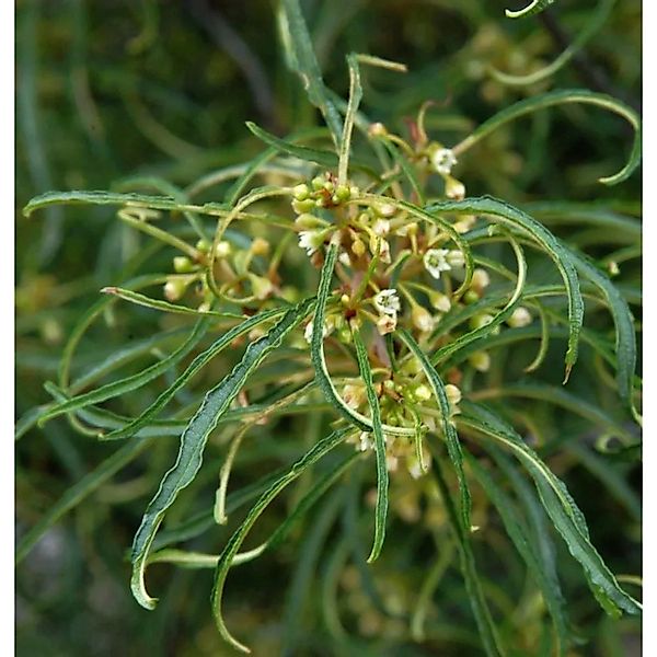 Hochstamm Faulbaum Minaret 80-100cm - Rhamnus frangula günstig online kaufen