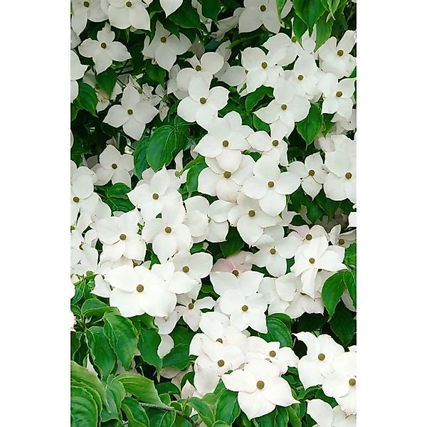 Cornus Kousa Blue Shadow Japanischer Blumen-Hartriegel 80–100 cm günstig online kaufen