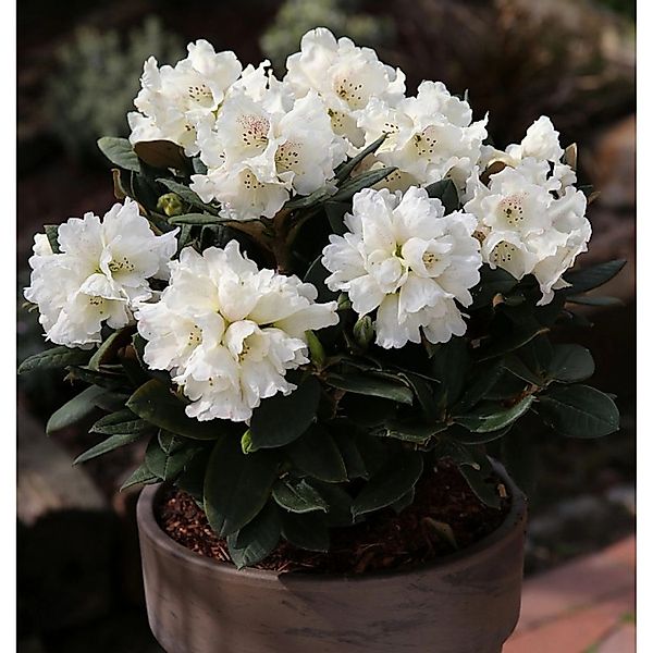 Großblumige Rhododendron Honigduft 60-70cm - Alpenrose günstig online kaufen