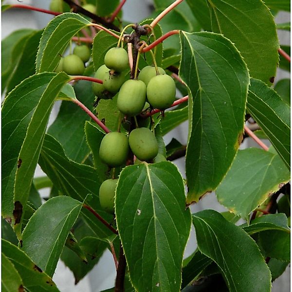 Traubenkiwi Red Jumbo 60-80cm - Actinidia arguta günstig online kaufen