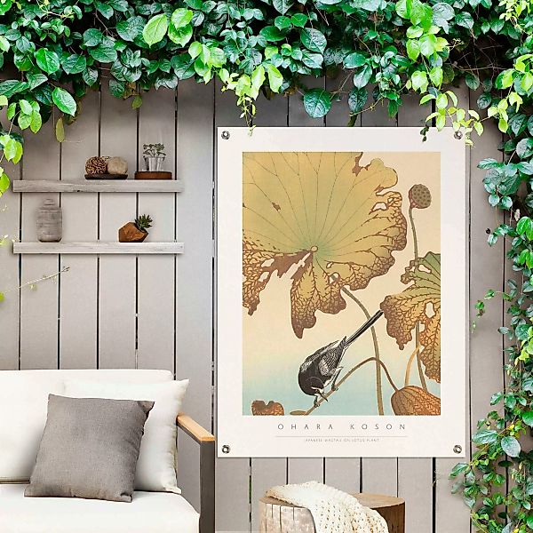 Reinders! Poster »Bachstelze auf Lotuspflanze« günstig online kaufen