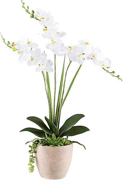 Kunstorchidee Orchidee Phalaenopsis, Creativ green, Höhe günstig online kaufen