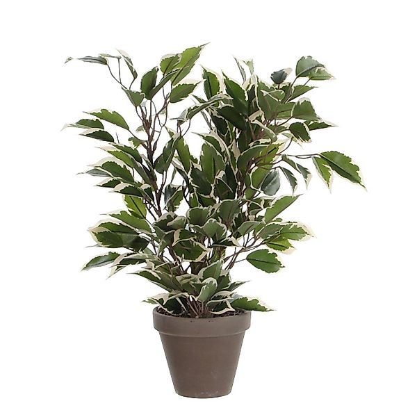 Kunstpflanze Mica Kunstpflanze Ficus Natasja grün günstig online kaufen