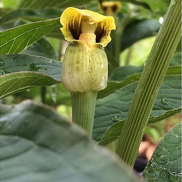 Gelber Feuerkolben - Arisaema flavum günstig online kaufen