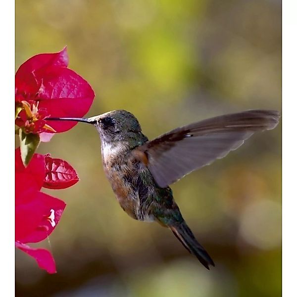 Fototapete HUMMINGBIRD  | MS-3-0230 | Braun | Digitaldruck auf Vliesträger günstig online kaufen