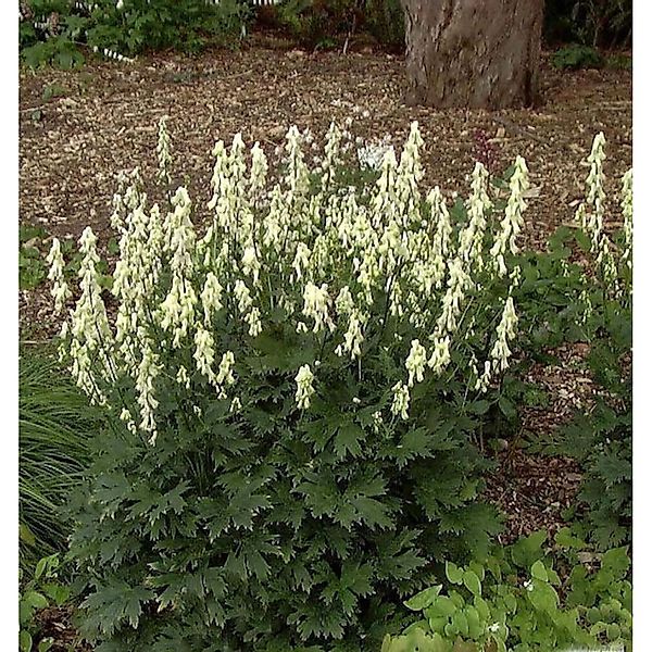 Eisenhut vulparia - Aconitum vulparia günstig online kaufen