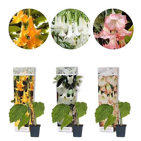 Casa Caron | 3-teilige Brugmansia-Mischung günstig online kaufen