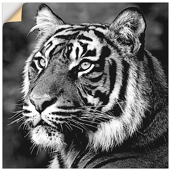 Artland Wandbild "Tiger", Wildtiere, (1 St.), als Leinwandbild, Poster, Wan günstig online kaufen