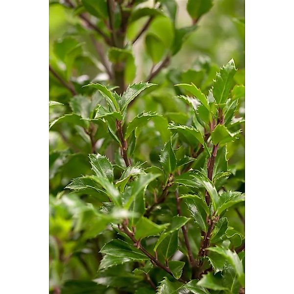 Ilex meserveae 'Heckenfee' -R- 125-150 cm günstig online kaufen
