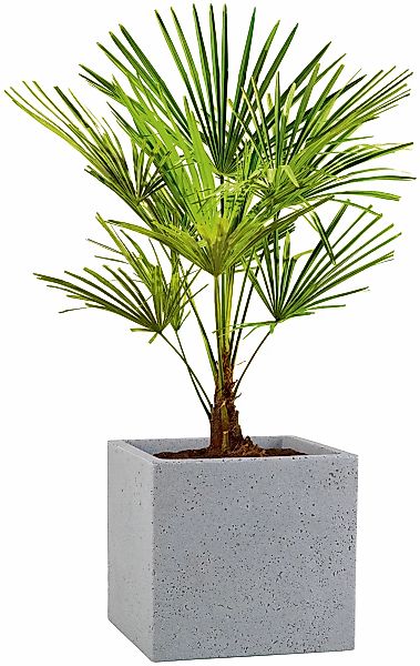 Scheurich Blumentopf "30/240 C-CUBE" günstig online kaufen