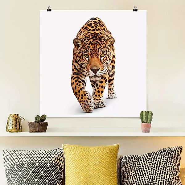Poster Tiere - Quadrat Creeping Jaguar günstig online kaufen