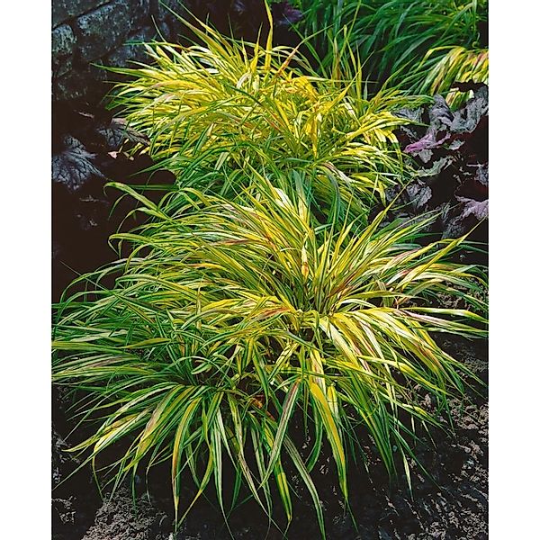 Hakonechloa Macra Beni Kaze Japanisches Berggras Ca. 11x11 cm Topf günstig online kaufen