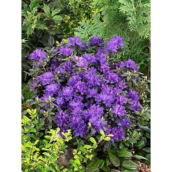 Rhododendron Russatum Enziana Rhododendron Blauviolett 50–60 cm günstig online kaufen