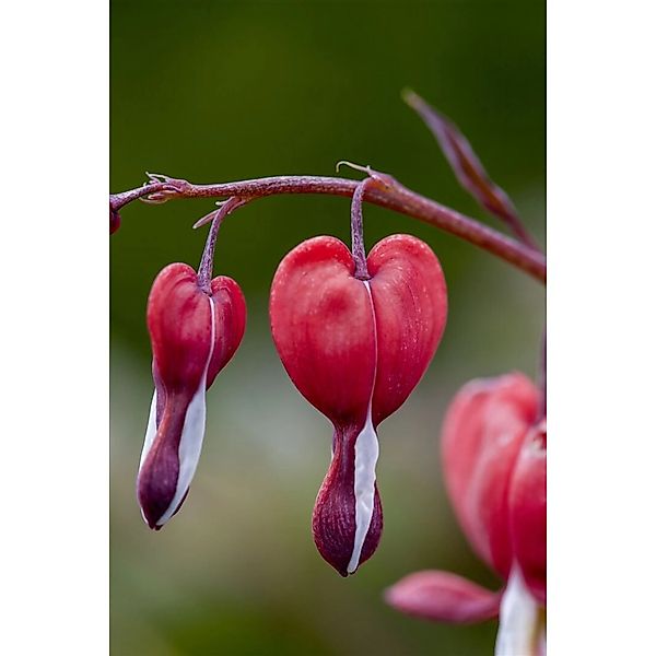 Dicentra Spectabilis Tränendes Herz Valentine R Ca 11x11 cm Topf günstig online kaufen