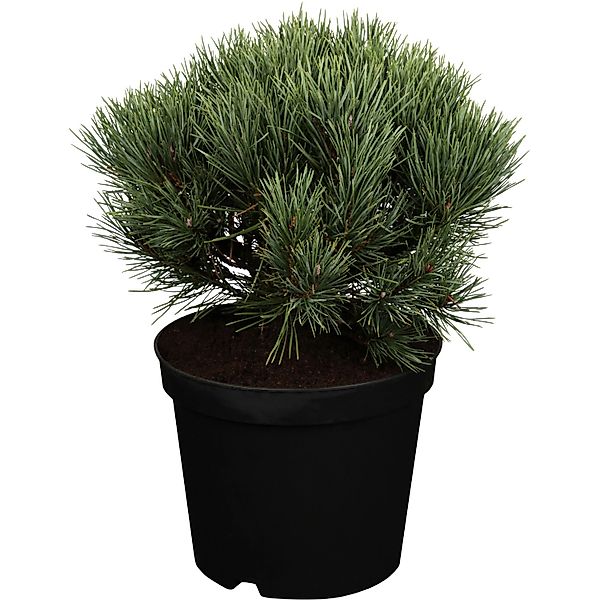 OBI Strauch-Wald-Kiefer Watereri Höhe ca. 10 - 20 cm Topf ca. 5 l Pinus günstig online kaufen