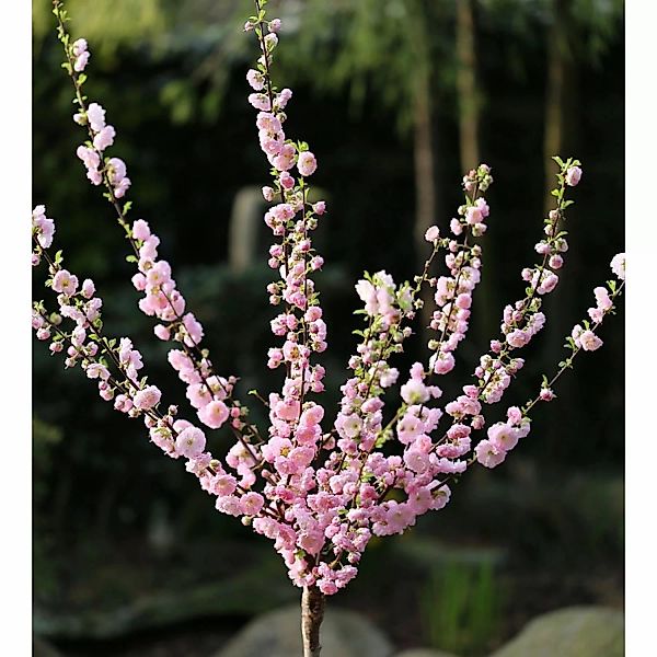 Hochstamm Mandelbäumchen 60-80cm - Prunus triloba günstig online kaufen