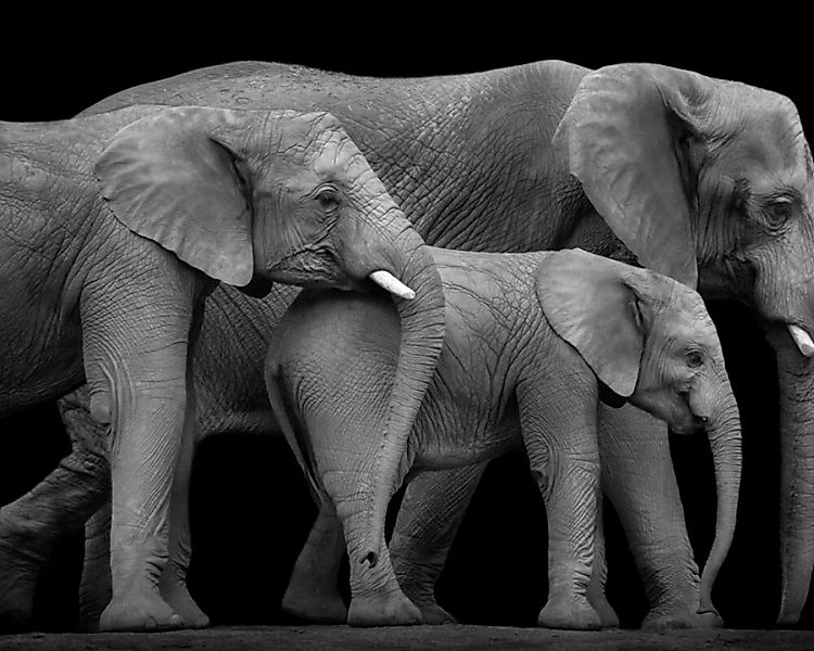 Fototapete "Elefantfamilie" 4,00x2,50 m / Glattvlies Perlmutt günstig online kaufen