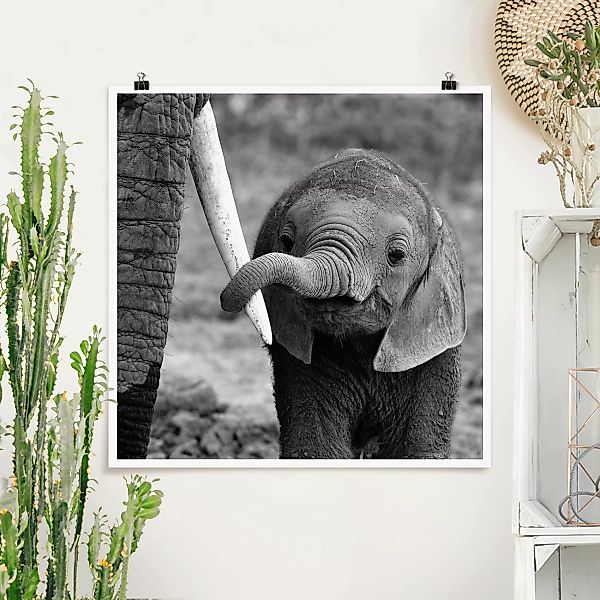 Poster Tiere - Quadrat Elefantenbaby günstig online kaufen