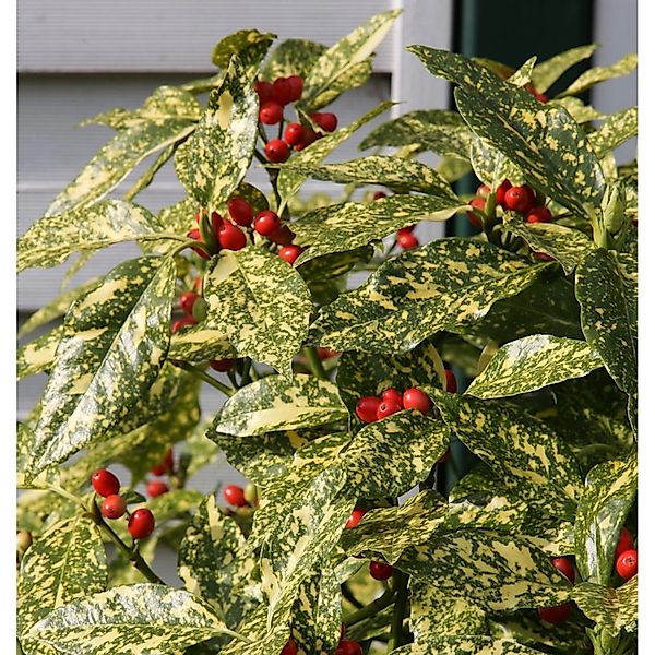 Japanische Aucube Variegata 80-100cm - Aucuba japonica Variegata günstig online kaufen