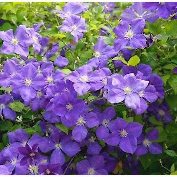 Waldrebe Jackmann Superba 125-150cm - Clematis günstig online kaufen