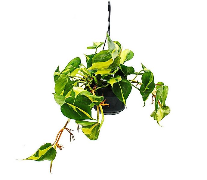 Exotenherz Zimmerpflanze Philodendron scandens Brasil zweifarbig 15cm Ampel günstig online kaufen