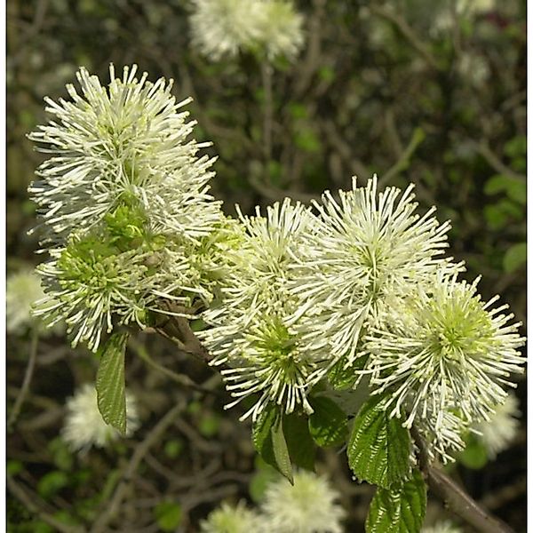 Großer Federbuschstrauch 30-40cm - Fothergilla major günstig online kaufen