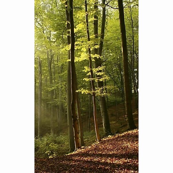 Fototapete FOREST | MS-2-0098 | Grün | Digitaldruck auf Vliesträger günstig online kaufen