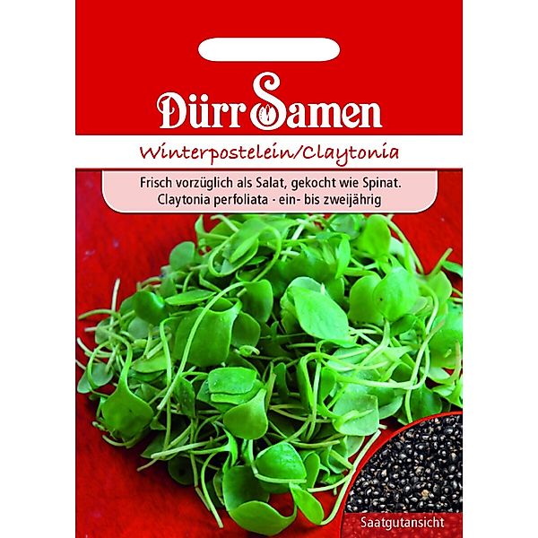 Dürr Samen Winterpostelein Saatgut günstig online kaufen