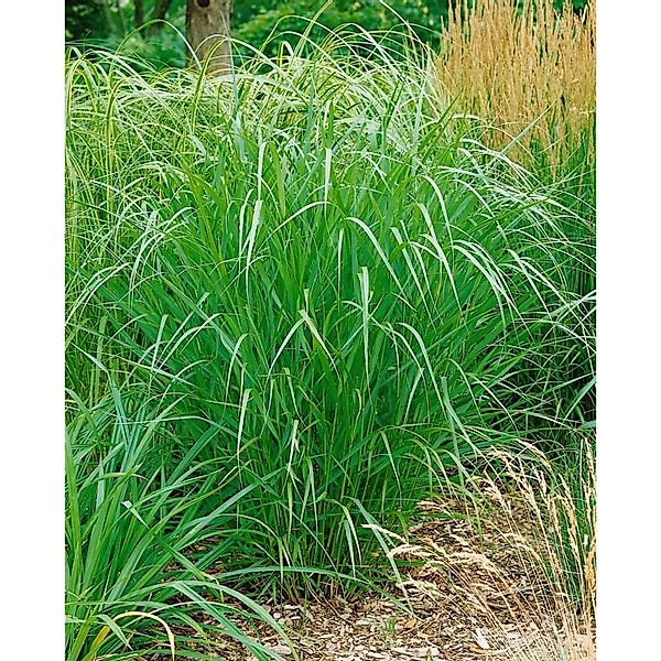 Pflanzen für Dich Gräser Panicum virg. Warrior, 1 St., Rutenhirse, rote Hal günstig online kaufen