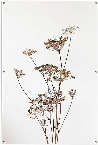 Reinders Poster "Bärenklau" leichtes und wasserfestes Gartenposter für den günstig online kaufen