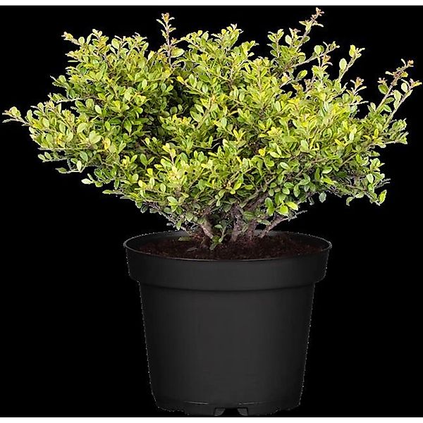 Ilex crenata 'Stokes' 15-20 cm günstig online kaufen